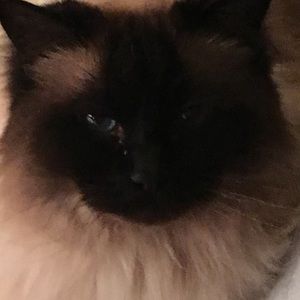 Meet your Posher, Dawn